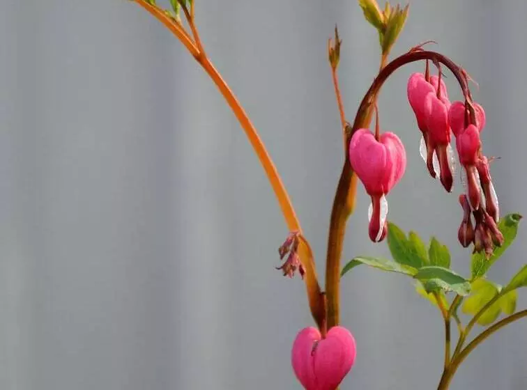 Nästegården Bed & Breakfast