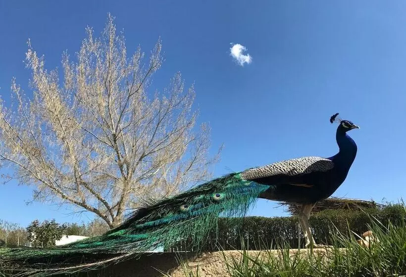 Majatalo Gite Dayet Aoua