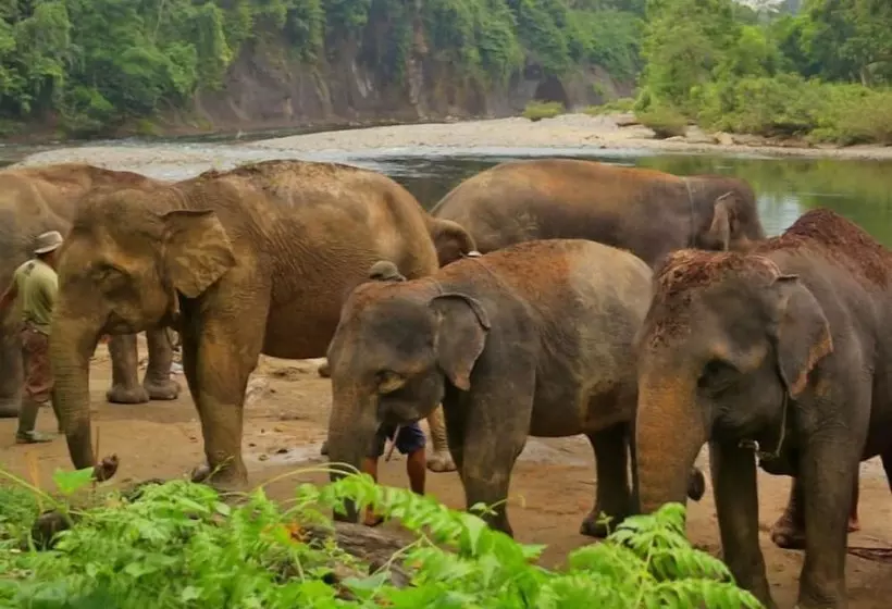 Majatalo Green Forest Tangkahan