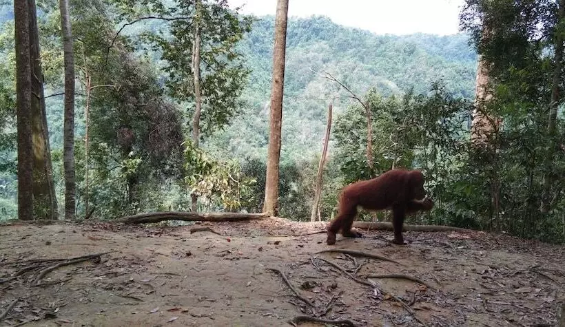 Majatalo Green Forest Tangkahan