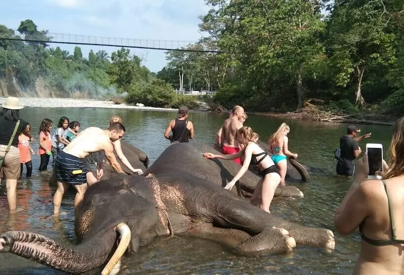 Majatalo Green Forest Tangkahan