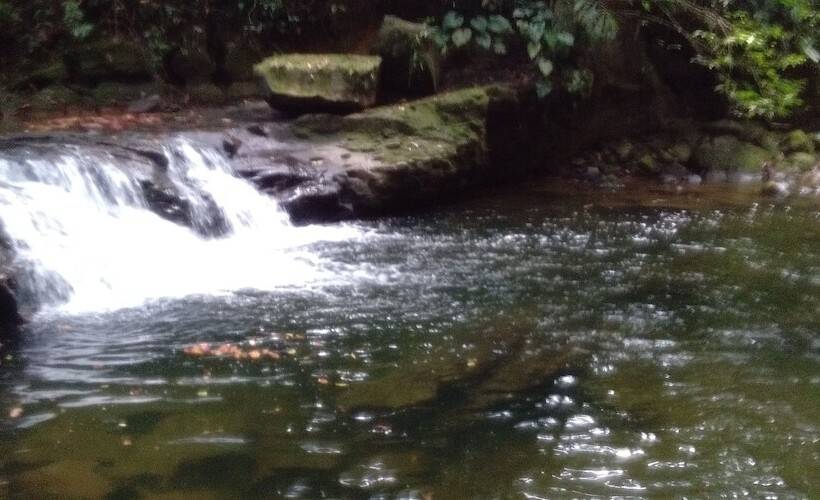 Пансион Green Forest Tangkahan