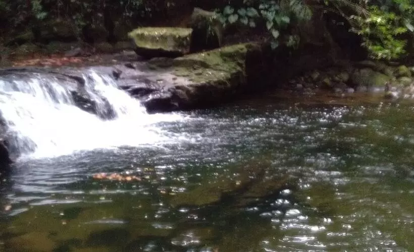 Majatalo Green Forest Tangkahan