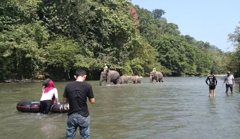 Majatalo Green Forest Tangkahan