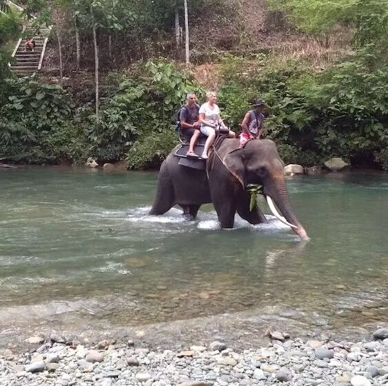 Majatalo Green Forest Tangkahan