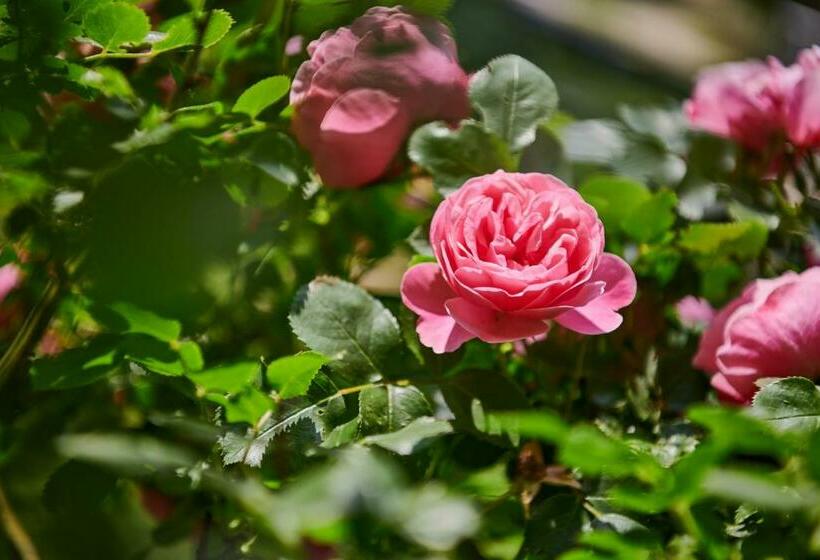 פנסיון Stazione 8