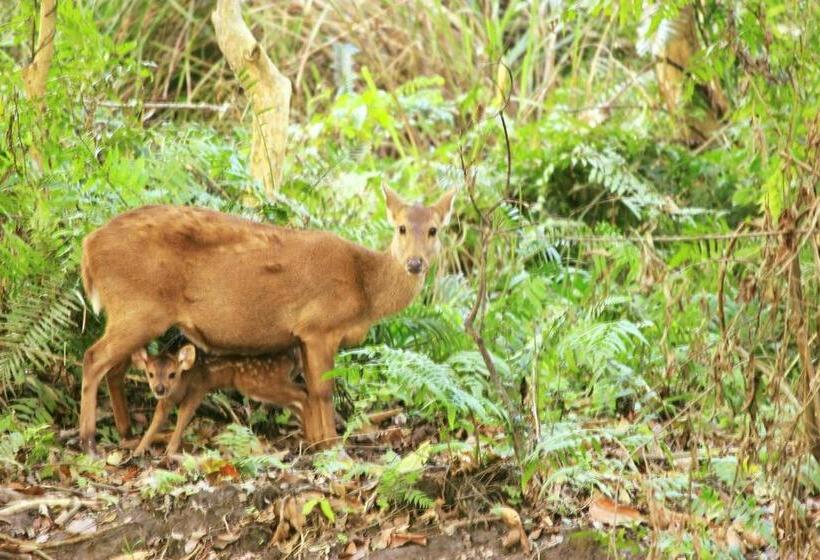 Bed and Breakfast Nature Hunt Eco Camp