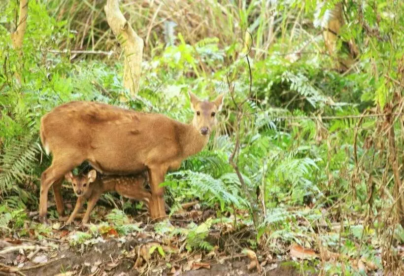 Aamiaismajoitus (B&B) Nature Hunt Eco Camp