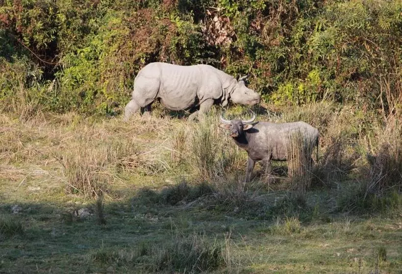 Aamiaismajoitus (B&B) Nature Hunt Eco Camp