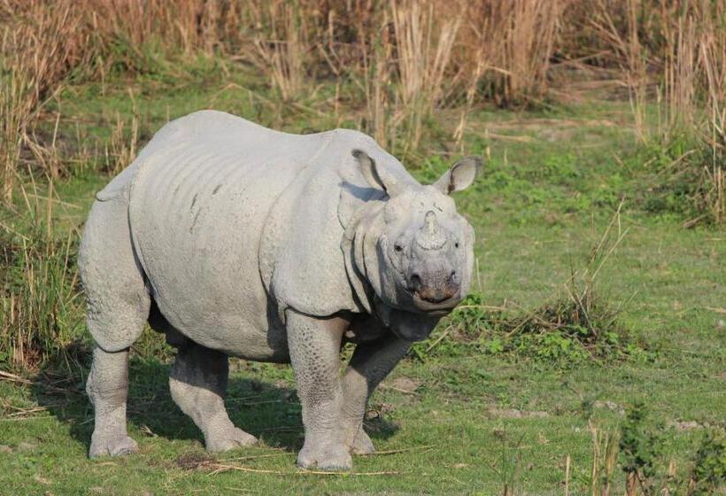 Bed and Breakfast Nature Hunt Eco Camp