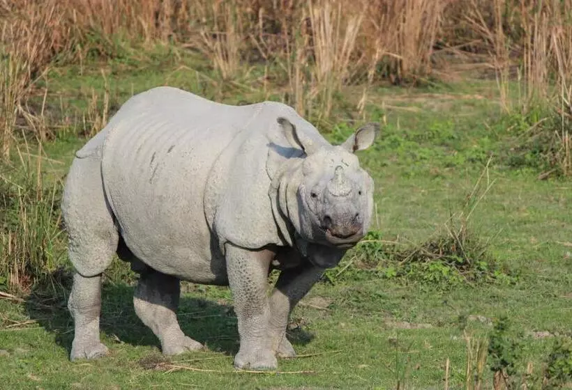 Aamiaismajoitus (B&B) Nature Hunt Eco Camp