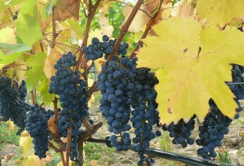 Aamiaismajoitus (B&B) Weingut Herbert Kram