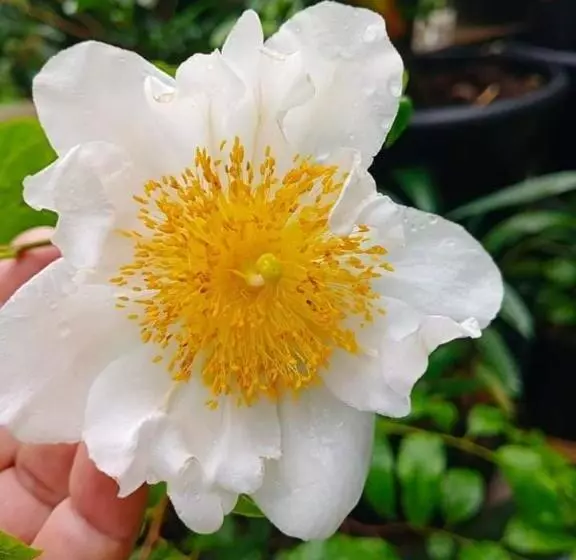 Majatalo Daddy S Homestay