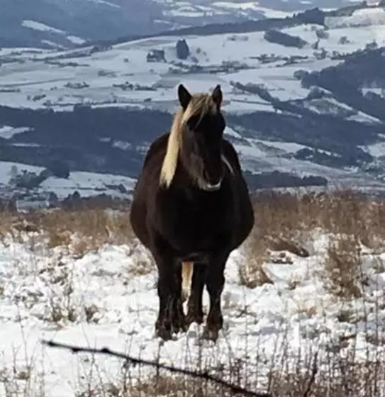 ベッドアンドブレックファースト Cabane Spa Sauna