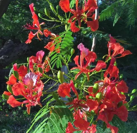 Aamiaismajoitus (B&B) Pura Vista