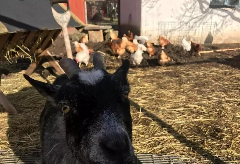ホテル äventyrsgårdens Vandrarhem, Kinnekulle