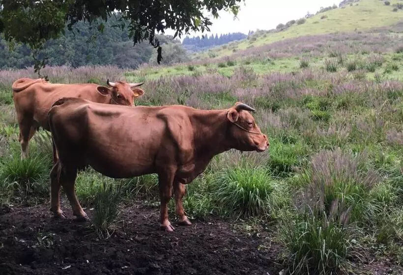 ペンション A Private Retreat Cotton Club Cottage