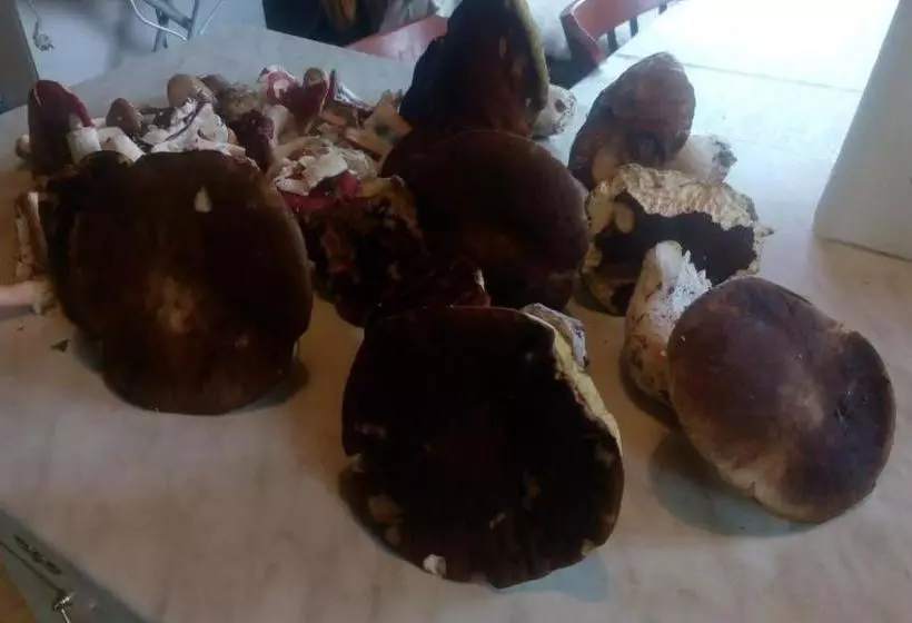 Majatalo U Tří Koček