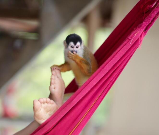 هتل Urraca Monkey Island Eco Resort