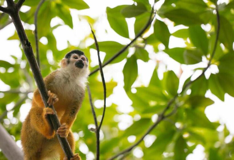 هتل Urraca Monkey Island Eco Resort