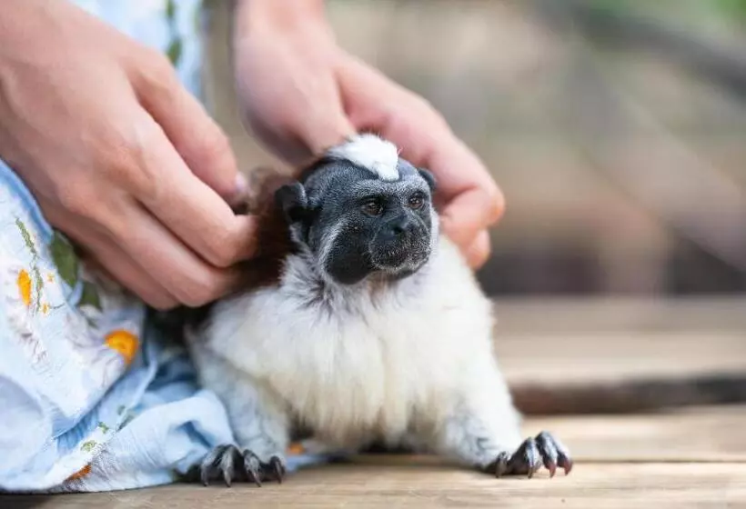 ホテル Urraca Monkey Island Eco Resort