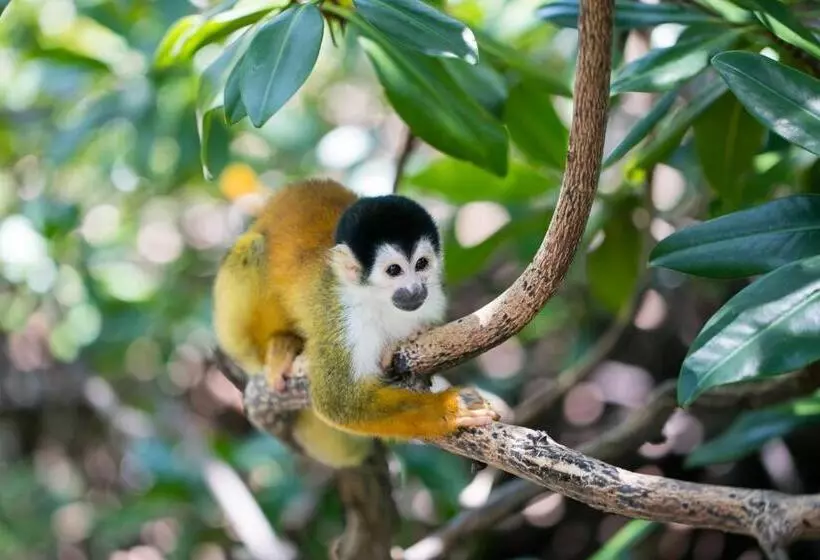 ホテル Urraca Monkey Island Eco Resort