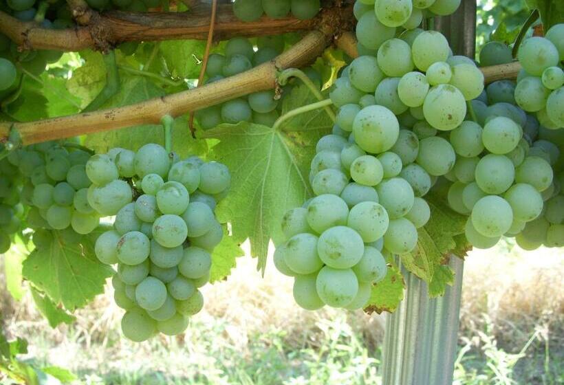 膳宿费 Casa Domeniile Vinului