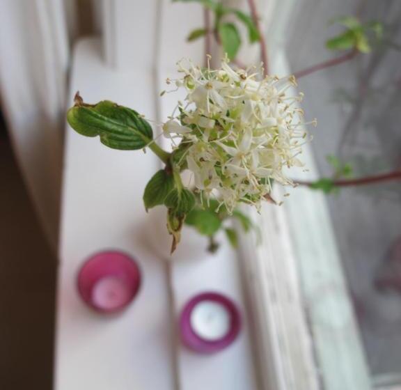 פנסיון Nösundsgården Hotell & Vandrarhem