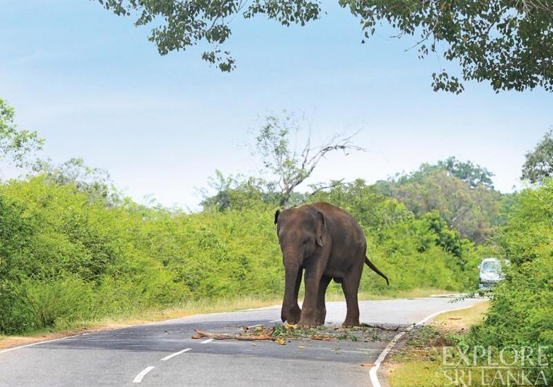 Pension Hansika Guest Inn