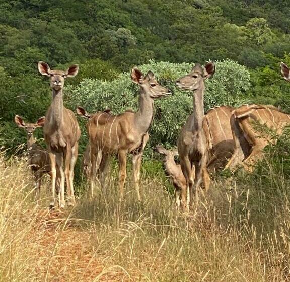 Пансион Ithaba Falls Guest Farm Farm L59, Buffelsvley, Burgersfort, 1150