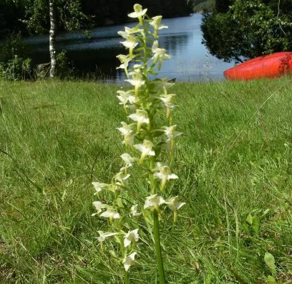 ベッドアンドブレックファースト Finas Torpgård B&k