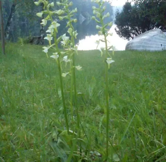 ベッドアンドブレックファースト Finas Torpgård B&k