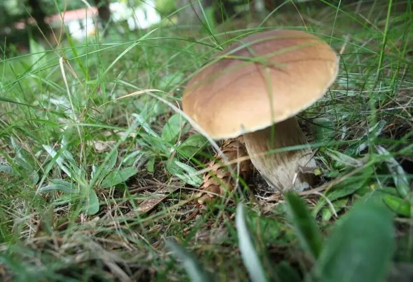 Hotelli Ferienparadies Waldidylle, Familiengeführt Seit 20 Jahren   Mit Großem Pool Und Viel Platz!