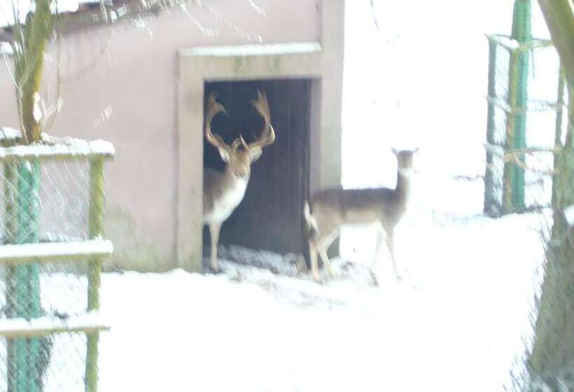 酒店 Haus Nachtigall B&b