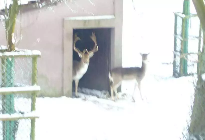 Hotelli Haus Nachtigall   B&b