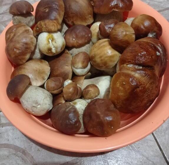 ペンション Guest House Magnat