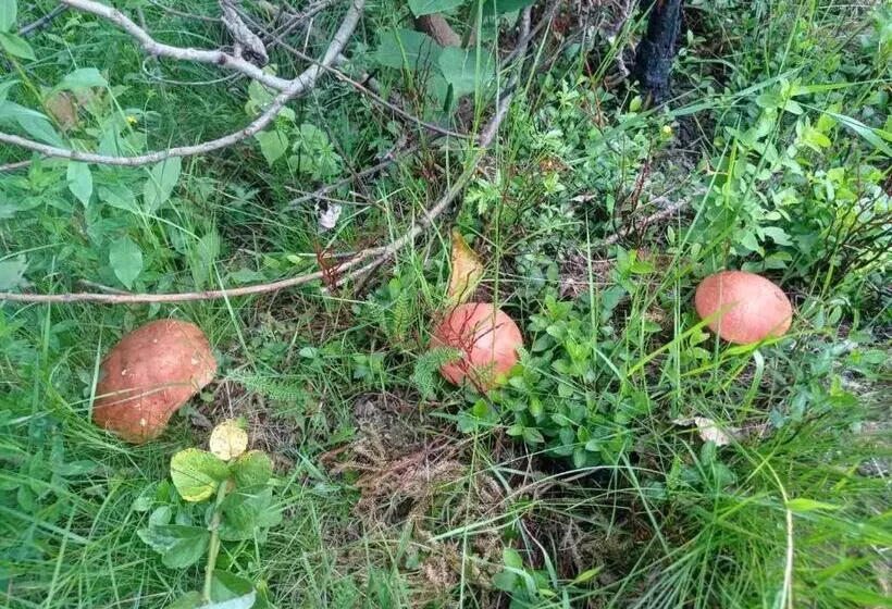 Majatalo Guest House Magnat