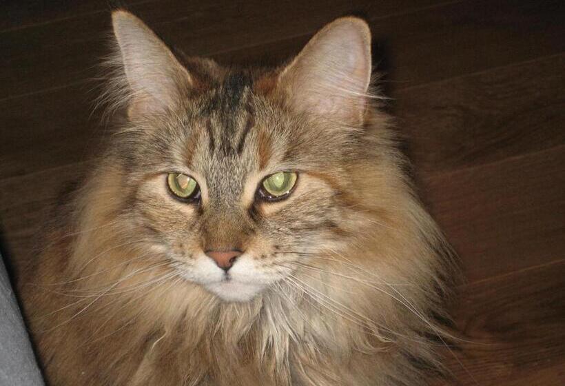 مبيت وإفطار Bnb Haag