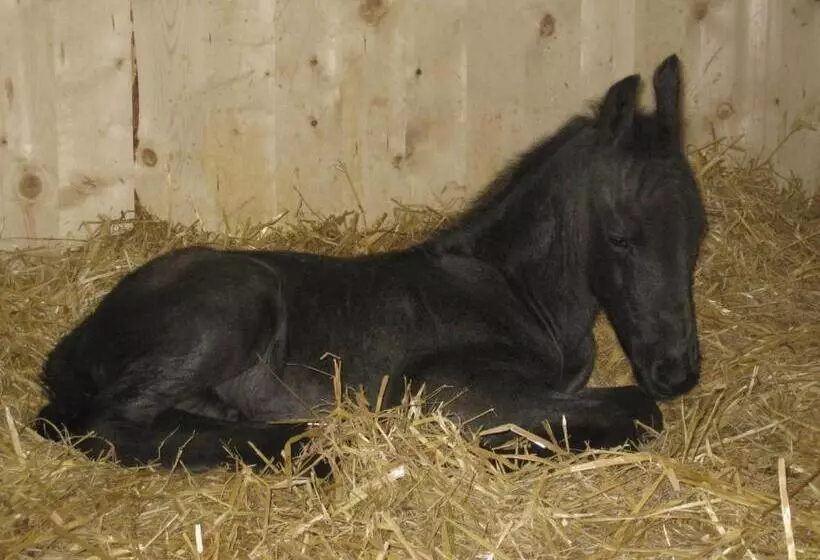 Aamiaismajoitus (B&B) Bnb Haag