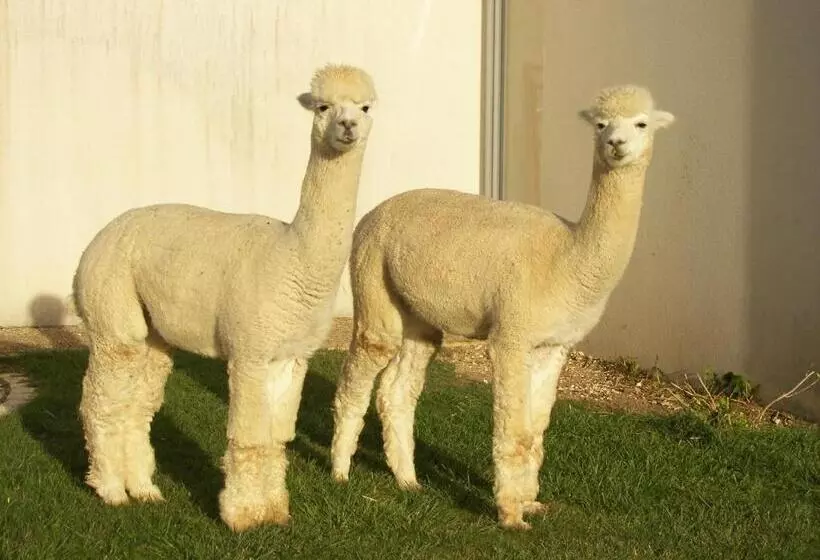 Aamiaismajoitus (B&B) Chambre D'hôtes Les Ormeaux