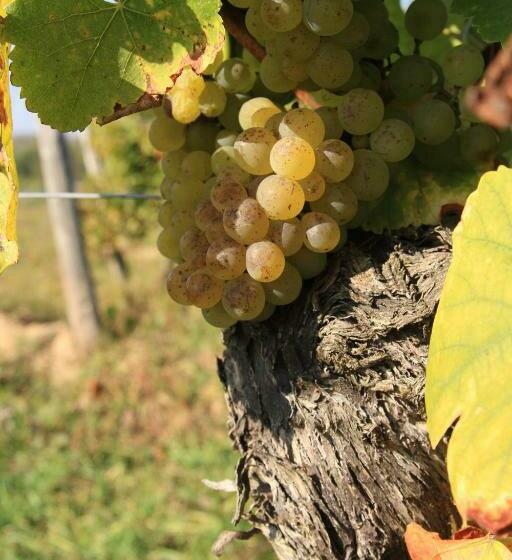 פנסיון Bio Weingut, Gästehaus Und Kräuterhof