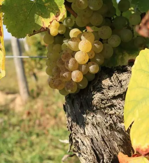 Majatalo Bio Weingut, Gästehaus Und Kräuterhof