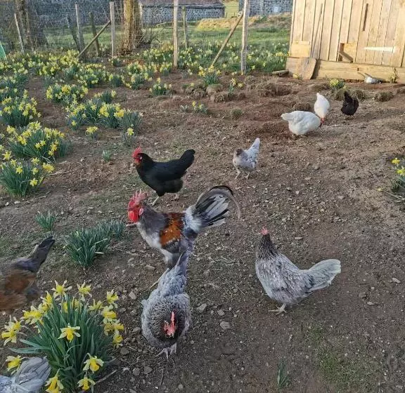 Aamiaismajoitus (B&B) La Rose Des Vents