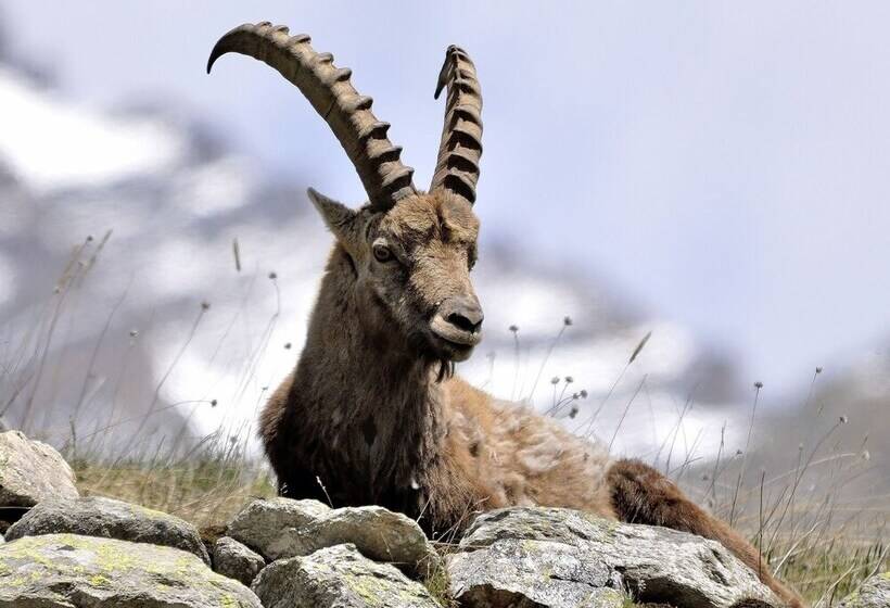 Hotel Berggasthaus Sustenpass Hospiz Hostel