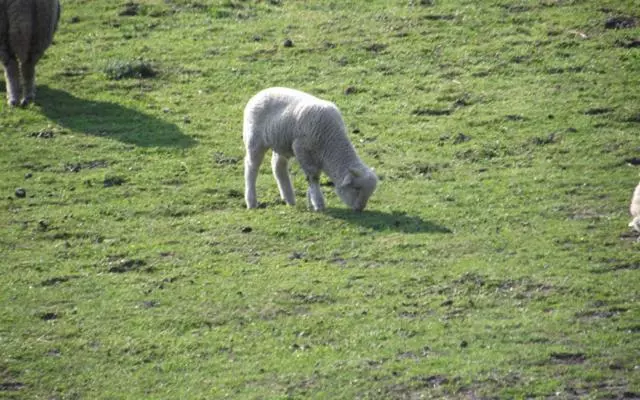 ペンション Folyóka Vendégház