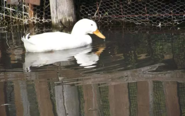 ペンション Folyóka Vendégház