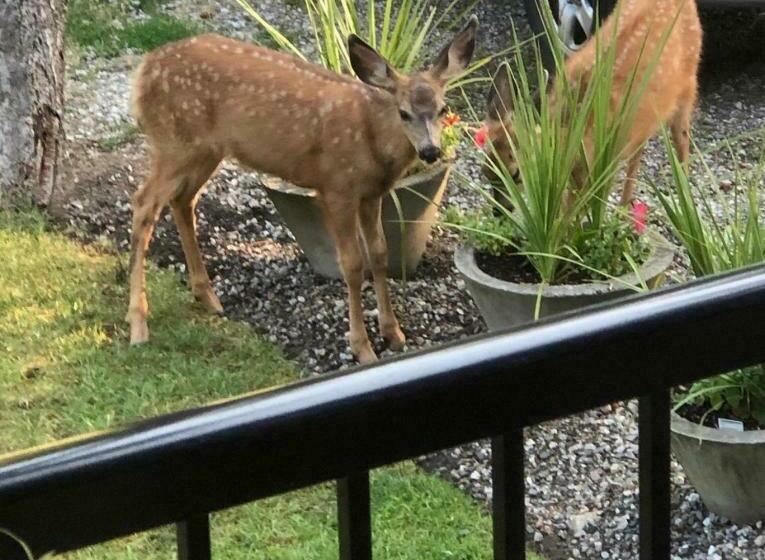 ベッドアンドブレックファースト Country Dream