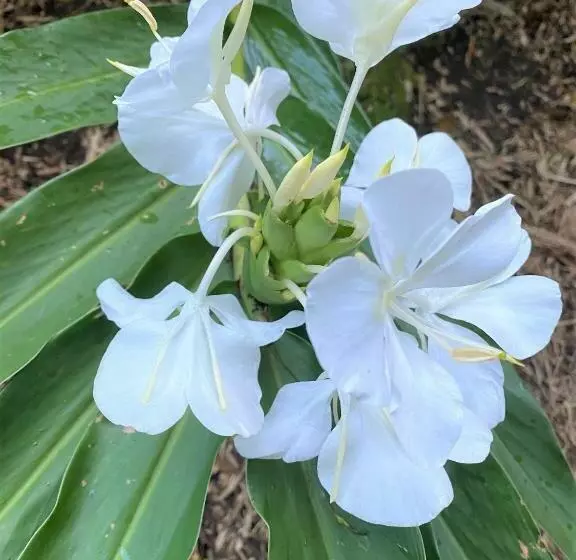 Aamiaismajoitus (B&B) Palmwoods Eco Escape