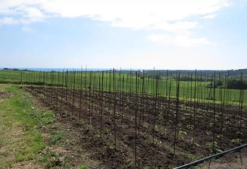 Aamiaismajoitus (B&B) Vis Velika