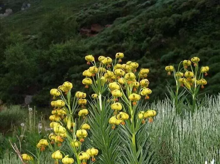 Chalet Hotel Les Marmottes 2 étoiles Nn